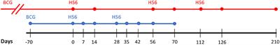 Integrating Non-human Primate, Human, and Mathematical Studies to Determine the Influence of BCG Timing on H56 Vaccine Outcomes